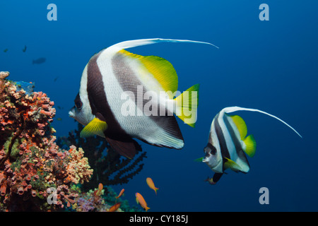 Plus de corail, Bannerfishes Heniochus acuminatus, North Male Atoll, Maldives Banque D'Images