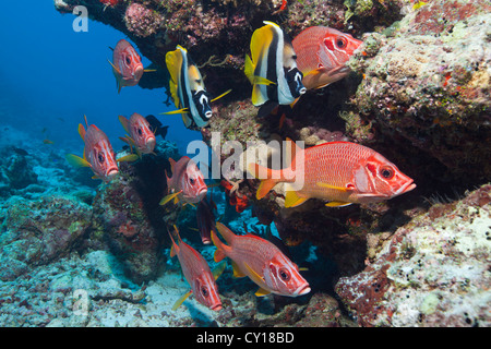 Longjawed Marignans et masqués, Bannerfishes Sargocentron spiniferum, Heniochus monceros, atoll de Felidhu, Maldives Banque D'Images