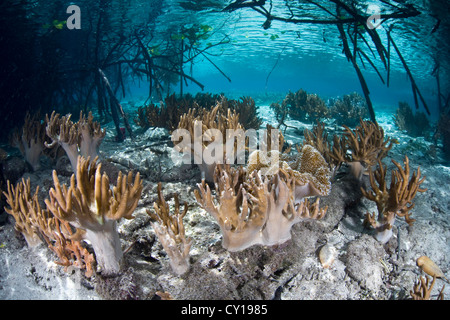 Les coraux mous en cuir dans la forêt de mangrove, Sinularia sp., Raja Ampat, Papouasie occidentale, en Indonésie Banque D'Images