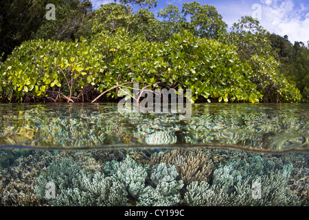 Les coraux mous en cuir dans la forêt de mangrove, Sarcophyton sp., Raja Ampat, Papouasie occidentale, en Indonésie Banque D'Images