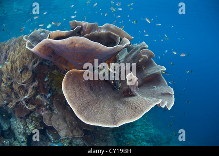 Les coraux durs du chou, Turbinaria mesenterina, Raja Ampat, Papouasie occidentale, en Indonésie Banque D'Images