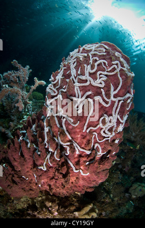 Les concombres de mer ver blanc sur le corps, éponge Synaptula lamberti, Xestospongia testudinaria, Raja Ampat, Papouasie occidentale, en Indonésie Banque D'Images