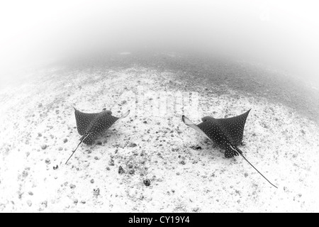 Paire de raies tachetées, Aetobatus narinari, Cocos Island, l'océan Pacifique, le Costa Rica Banque D'Images