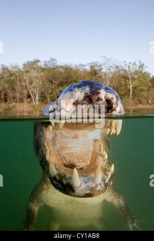 Caïman à lunettes, Caiman crocodilus, Baia Bonita, Rio Bonito, Mato Grosso do Sul, Brésil Banque D'Images