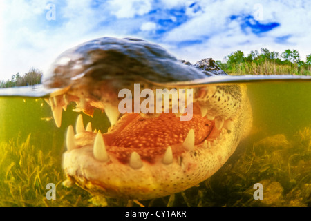 Alligator mississippiensis, Alligator, le Parc National des Everglades, Florida, USA Banque D'Images