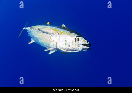 Albacores juvéniles, Thunnus albacares, Big Island, Hawaii, USA Banque D'Images