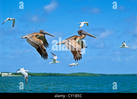 Le Pélican brun juvénile battant, Pelecanus occidentalis, Key Largo, Florida, USA Banque D'Images