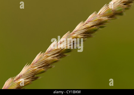 Du chien à crête-tail grass spike, Cynosurus cristatus Banque D'Images