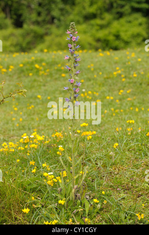 La vipère-Echium vulgare Vipérine commune, Banque D'Images