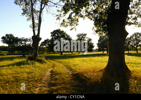 Un seul chemin mène à travers un champ Banque D'Images