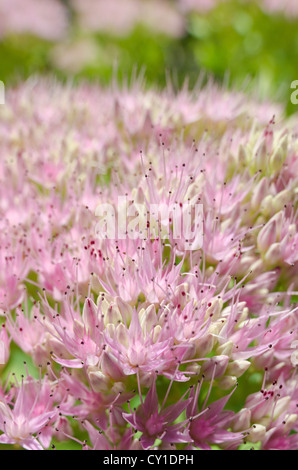 Stonecrop Sedum spectabile rose chef indien en fleurs fleur délicate couleur illustrant et usine de glace Banque D'Images