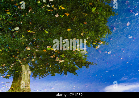 Une photo de reflets d'arbres d'automne dans une piscine d'eau de pluie, UK Banque D'Images