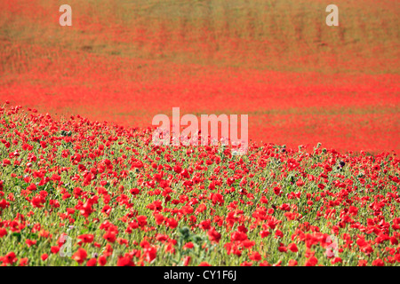 Un champ de coquelicots à Blackstone réserve naturelle, près de Bewdley, Worcestershire, Angleterre, Europe Banque D'Images