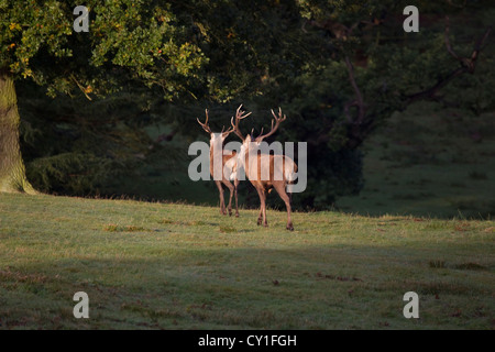 Une paire de red deer (Cervus elaphus) avec ses bois impressionnants bas côté allumé par l'aube automne automne soleil dans un parc anglais Banque D'Images