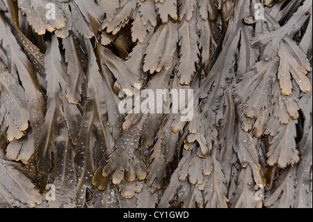 Partie inférieure des algues algues laminaires rack dentés ou crénelés trouvés dans l'Océan Atlantique domine rocky shore Banque D'Images