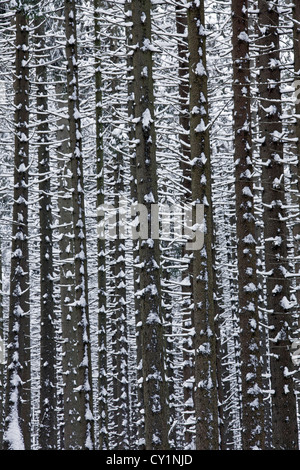 Les arbres de l'épinette de Norvège (Picea abies) dans la neige en hiver dans les forêts de conifères, Parc National de Harz, Allemagne Banque D'Images