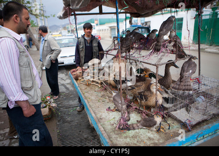 Vendeur de rue à Kaboul vendre des oiseaux Banque D'Images