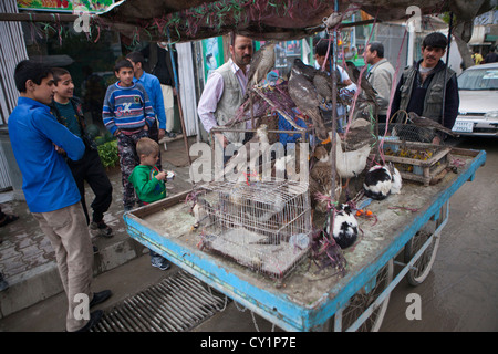 Vendeur de rue à Kaboul vendre des oiseaux Banque D'Images