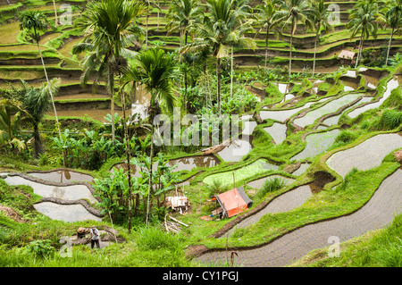 Regardant vers le bas sur les champs de riz à Tegalalang, centre de Bali, Indonésie. Banque D'Images
