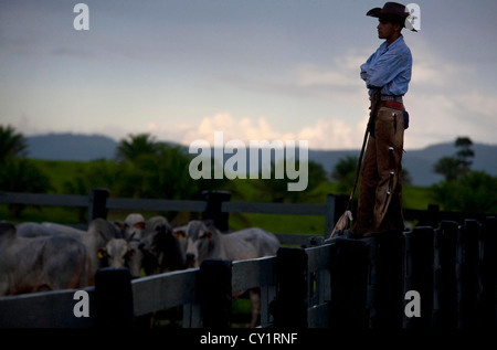 Chargement de bétail d'abattoir. Jacutinga ferme, Figueirópolis d'Oeste, État du Mato Grosso, Brésil. Banque D'Images