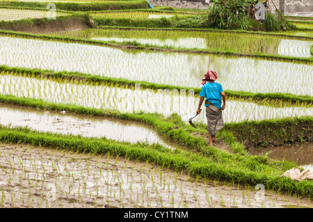 Femme marche parmi les rizières autour d'Ubud, Bali, Indonésie centrale Banque D'Images