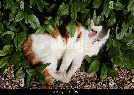 Le gingembre et le chat blanc sous un buisson le bâillement Banque D'Images