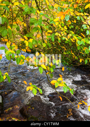 Horner Water à Horner Wood, Parc national d'Exmoor, Somerset, Angleterre. Banque D'Images