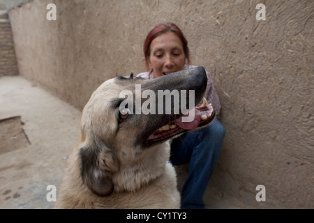 Nowzad est un chenil pour les chiens de rue à Kaboul, dirigé par Louise haslie Banque D'Images