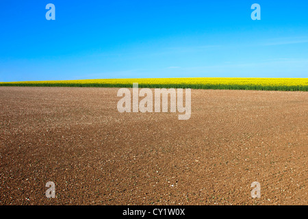 Le sol labouré sur une colline avec un champ de colza ou de canola jaune à l'horizon sous un ciel bleu clair au printemps Banque D'Images