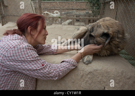 Nowzad est un chenil pour les chiens de rue à Kaboul, dirigé par Louise haslie Banque D'Images