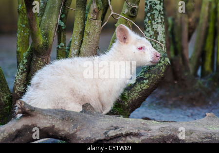 Close up d'un wallaby albinos Banque D'Images