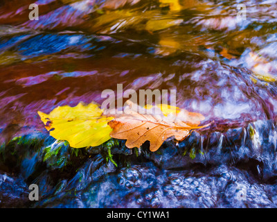 Laisse sur un rocher à Horner Water, Horner Wood, Parc national d'Exmoor, Somerset, Angleterre Banque D'Images