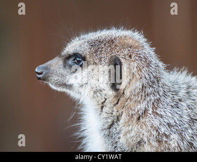 Close up of a Meerkat de garde Banque D'Images