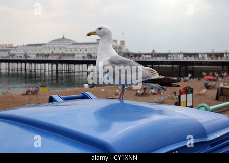 Une mouette assis sur une poubelle sur la plage de Brighton près de la jetée de Brighton (Palace), East Sussex, UK. Banque D'Images