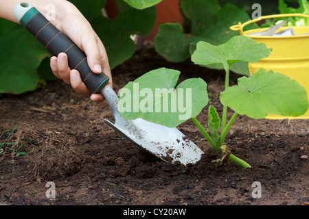 Prendre soin des plantes en croissance (squash) dans un jardin Banque D'Images