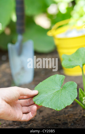 (Croissant) de Squash de plantes dans un jardin Banque D'Images