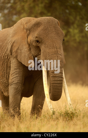 Portrait d'un éléphant d'Afrique de taureau aux longues défenses, dans le Parc national Amboseli, au Kenya. Banque D'Images