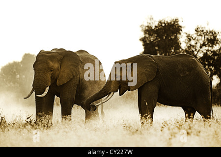 Image monochromatique artistique d'éléphants d'echelle de la poussière dans le Parc national Amboseli, au Kenya. Banque D'Images