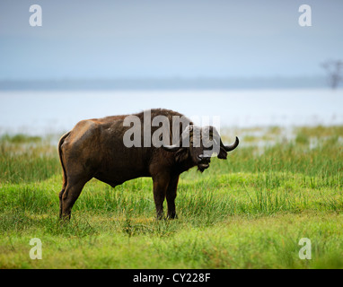 Buffle d'Afrique solitaire en face du lac Nakuru au Parc National du lac Nakuru, au Kenya. Banque D'Images