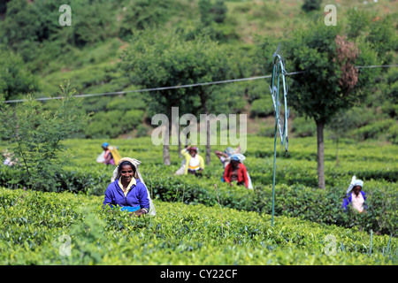 Les femmes sri-lankaises prendre le thé sur une plantation de thé près de Nuwara Eliya Sri Lanka dans le Highlands. Banque D'Images