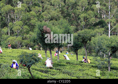 Les femmes sri-lankaises prendre le thé sur une plantation de thé près de Nuwara Eliya Sri Lanka dans le Highlands. Banque D'Images