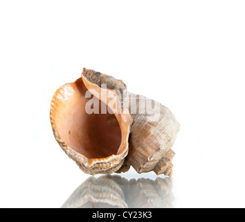 Cockleshell, studio shot isolé sur fond blanc Banque D'Images