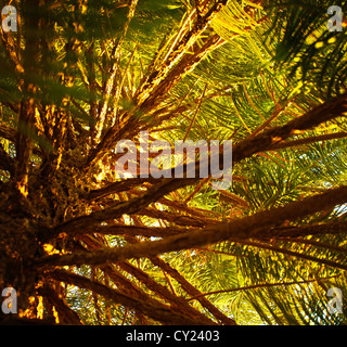 Image de pin, l'usine evergreen frais, forêt de sapins, branches d'arbres avec des aiguilles, wild rainforest, journée ensoleillée dans les bois Banque D'Images