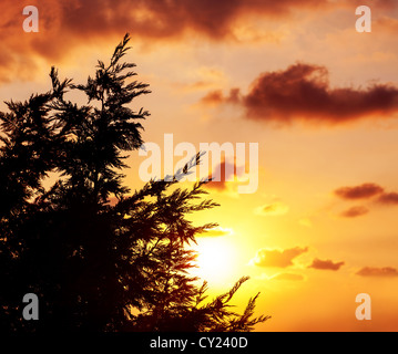 Photo de chêne arbre silhouette plus beau coucher du soleil orange, evergreen bois sur le coucher du soleil, la forêt de sapin, forêt majestueuse au crépuscule Banque D'Images