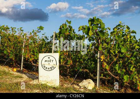 Moet et Chandon producteur pierre et vignes près d'Epernay, Champagne, France Banque D'Images