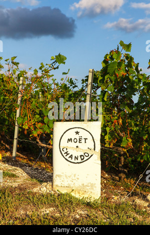 Moet et Chandon producteur pierre et vignes près d'Epernay, Champagne, France Banque D'Images