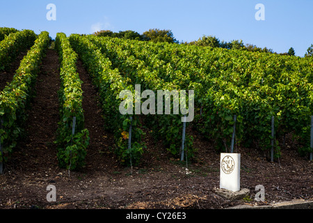 Moet et Chandon producteur pierre et vignes près d'Epernay, Champagne, France Banque D'Images