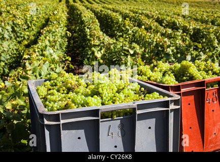 Caisses de raisins récoltés et rangées de vignes pendant les vendanges près de Epernay, Champagne, France Banque D'Images