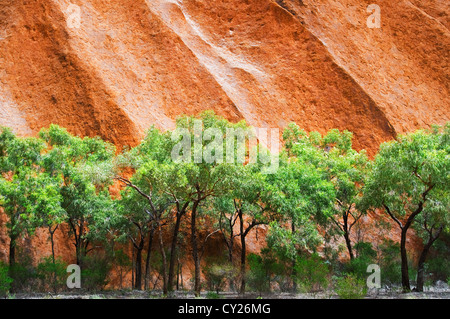 Mur d'arbres poussant à la base de l'incroyable Uluru. Banque D'Images