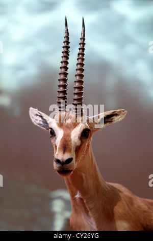 Gazelle de Thomson Eudorcas thomsonii Gazella thomsoni (i) Banque D'Images